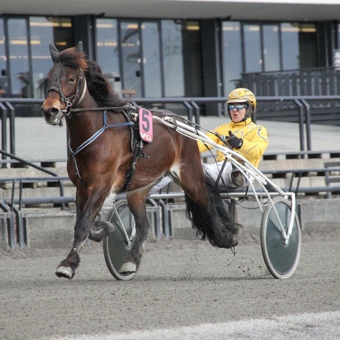 2 års løp for travhester
