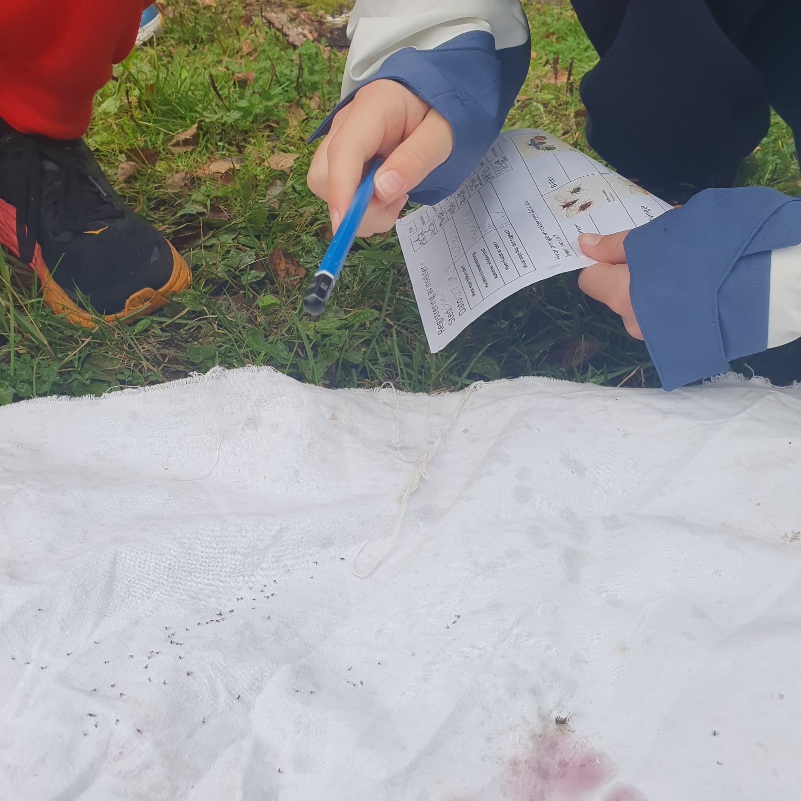 Innsamling av insekter
